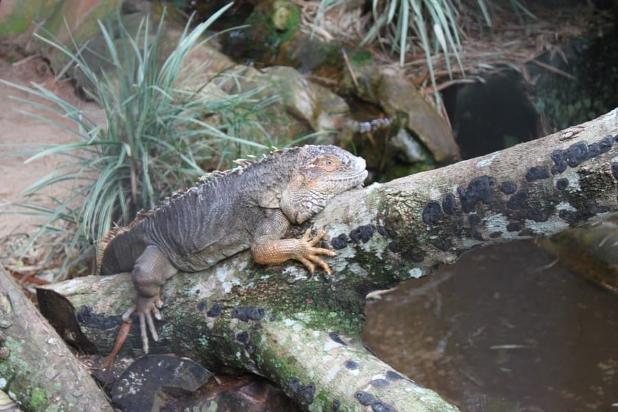 O Parque das Aves também abriga alguns répteis, como um iguana.