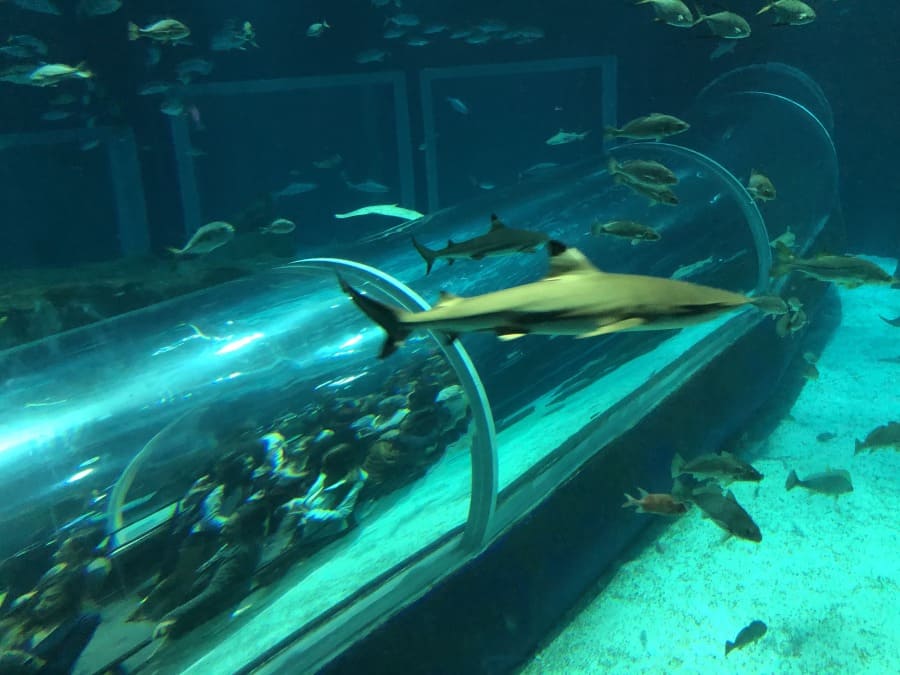 como visitar o aquario: tanque dos tubarões