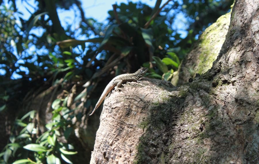 Tour Ecológico do Pão de Açúcar: fauna do Morro da Urca