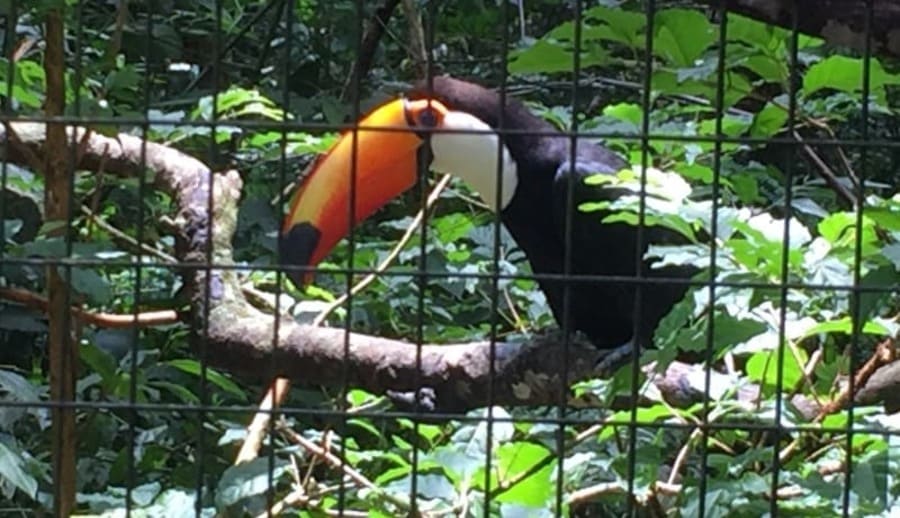 O Parque das Aves abriga vários tucanos.