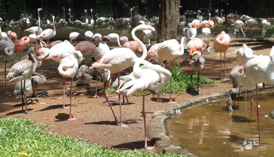 O O Parque das Aves possui um viveiro de flamingos.