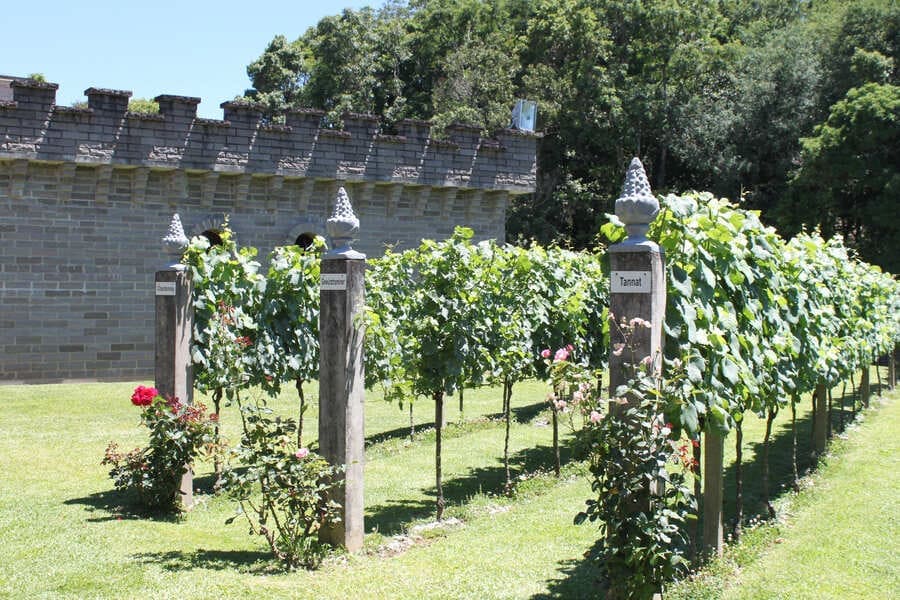 Parreirais demostrativos da vinícola Cave de Pedra em Bento Gonçalves.