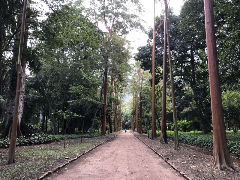 Aleia Barbosa Rodrigues no Jardim Botânico do Rio de Janeiro.