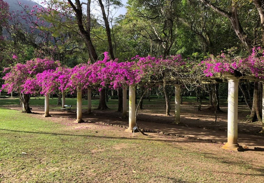 Pérgola florida do Jardim Botânico do Rio de Janeiro.