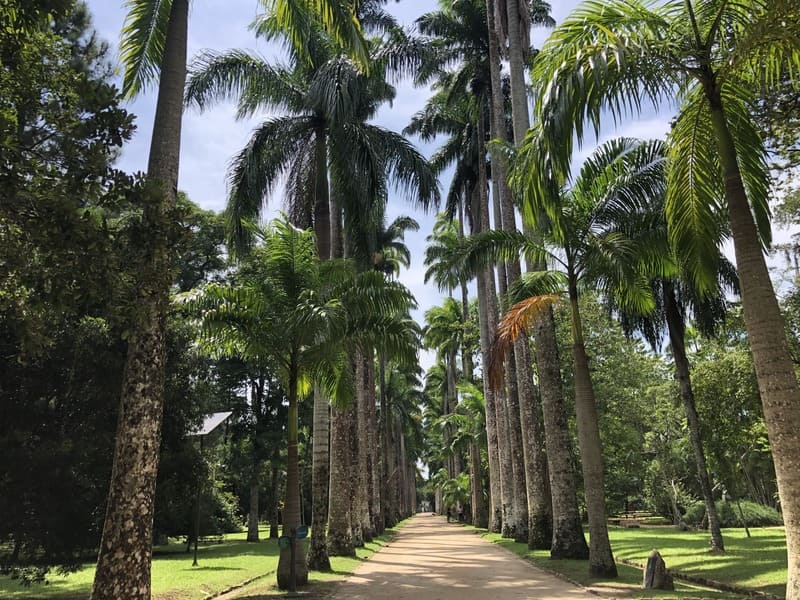 Royal palm trees avenue at the Botanical Garden of Rio de Janeiro