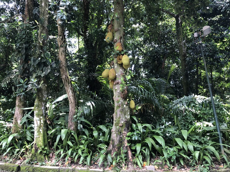Vegetação de Mata Atlântica do Parque Lage no Rio de Janeiro