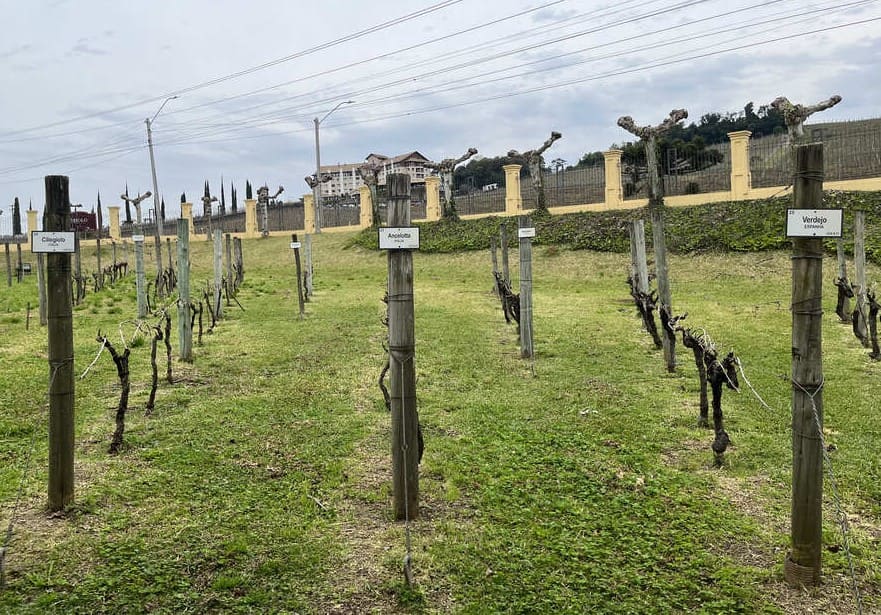 Visita ao vinhedo modelo durante o Tour do Espumante na Vinícola Miolo