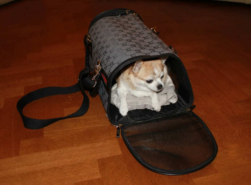 Viajar para a Europa com o pet na cabien em bolsa maleável