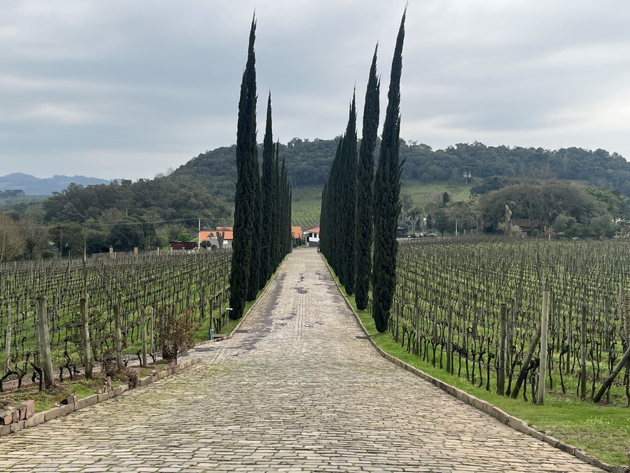 Vinhedos e caminho de acesso à Vinícola Almaúnica, no Vale dos Vinhedos